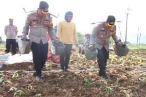 Polres Sumenep Dukung Peningkatan Ekonomi Petani Melalui Kegiatan Menanam Tembakau Bersama Masyarakat.