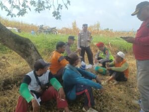 Dorong Produksi Pangan, Pak Bhabin Bantu Petani Bojonegoro Panen Jagung