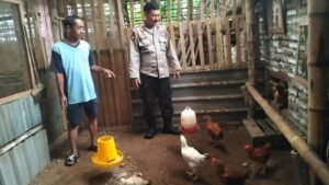 Bhabinkamtibmas Polsek Krian Dukung Ketahanan Pangan Lewat Pendampingan Peternak Ayam di Desa Jatikalang Krian