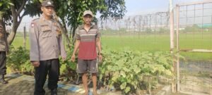 Polsek Krian Laksanakan Pemeliharaan Perkebunan Terong Wujudkan Ketahanan Pangan pandawa Desa Ponokawan Krian Sidoarjo