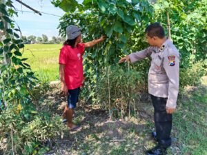 Polsek Porong Dukung Ketahanan Pangan Lewat Budidaya Sayur Kacang Panjang dan Mentimun