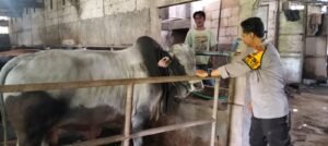 Bhabin Desa.Ploso Ajak Petani Hewani Rawat Sapi Yang Baik, Dukung Ketahanan Pangan