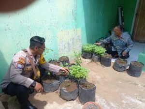 Polsek Krembung dan Pemdes Lemujut Rawat Tanaman Cabai untuk Wujudkan Swasembada Pangan
