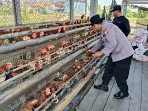 Polsek Porong Dukung Ketahanan Pangan Lewat Persembahan Ayam Petelur