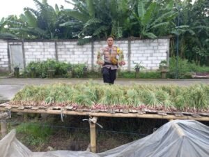 Kanit Binmas Polsek Krembung Support Petani Panen Bawang Merah, Dukung Ketahanan Pangan