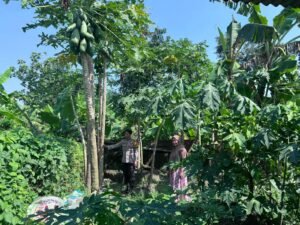 Polsek Krembung Dukung Ketahanan Pangan Lewat Budidaya Tiga Macam Tanaman