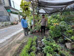 Dukung Ketahanan Pangan Polsek Krembung dan Pemdes Gelorakan Tanaman Holtikultura 