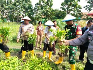 Polsek Porong dan Lapas Klas 1 Surabaya Gebyar Tanam Bibit Jagung, Dukung Ketahanan Pangan 