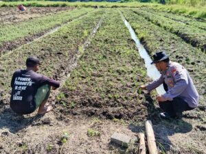 Polsek Porong Dorong Petani Bawang Merah Dukung Ketahanan pangan