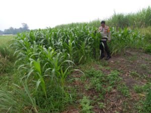 Polsek Krembung Terus Control Tanaman Jagung Dukung Ketahanan pangan