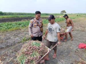 Polsek Krembung Dukung Ketahanan Pangan Melalui Petani Bawang Merah