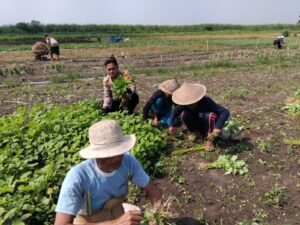 Kanit Binmas Terus Berkontribusi Bantu Petani Panen Sayur Bayam 
