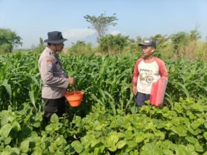 Polsek Porong Dukung Ketahanan Pangan bersama Petani Kacang Hijau