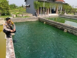 Kanit Binmas Polsek Krembung Dukung Ketahanan Pangan Melalui Petani Budidaya Ikan Gurami