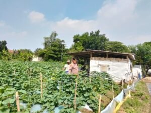 Polsek Prambon Dukung Ketahanan Pangan Bersama Petani Buah Melon