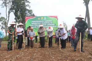 Kolaborasi Swasembada : Polres Pasuruan Tanam Jagung Serentak di Lahan Perhutanan Sosial