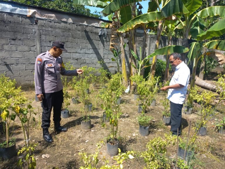 Optimalkan Pekarangan, Warga Sugihwaras Tanam Cabe Dukung Ketahanan Pangan