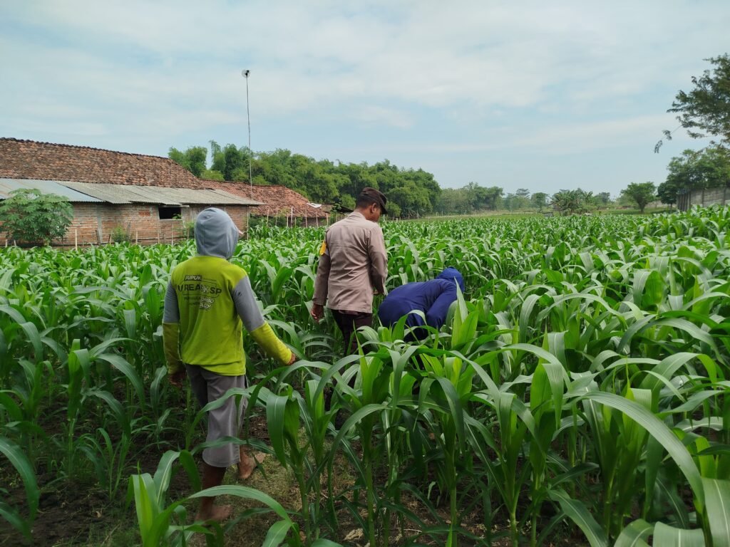 Wujudkan Ketahanan Pangan, Polsek Patianrowo Manfaatkan Lahan Depan Pos Polisi Jadi Kebun Produktif