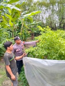Bhabinkamtibmas Nglinggo Dukung Ketahanan Pangan Lewat Budidaya Cabai Merah