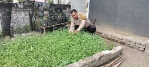 Bhabinkamtibmas Kelurahan Cemengkalang Support Petani Kangkung Dukung ketahanan pangan