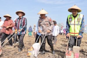 Dukung Ketahanan Pangan Nasional, Polres Lamongan Tanam Jagung di Lahan Baku Desa Kedali