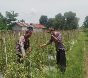 Bhabinkamtibmas Polsek Baron Dampingi Petani Manfaatkan Lahan Sela untuk Tanaman Terong