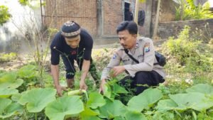 Lahan Sela Dimanfaatkan untuk Tanam Labu Putih dan Sayuran di Demangan