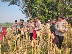 Forkopimca Krembung, Yang Dimotori Kapolsek Krembung Panen Raya Jagung di Desa Lemujut, Dukung Ketahanan Pangan Polresta Sidoarjo
