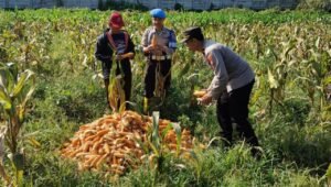 Dukung Ketahanan Pangan Nasional: Polresta Malang Kota dan Gapoktan Panen 2,5 Ton Jagung