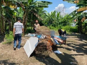 Dapatkan Laporan Masyarakat, Polsek Sedati Datangi Tempat Perjudian Sabung Ayam