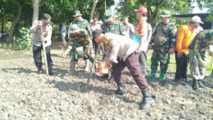 Kapolsek Krembung Pimpin Penanaman Jagung Bersama Forkopimka di Desa Lemujut