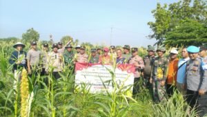 Polsek Krembung Gelar Panen Jagung Serentak Kwartal III Bersama Forkopimka