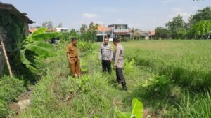 Kapolsek Sukodono Tinjau Lahan Bumdes Bangsri Dukung Program Ketahanan Pangan Nasional