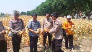 Panen Raya Jagung Di Desa Gebang, Polsek dan Koramil Sidoarjo Kota Hadir Dukung Ketahanan Pangan