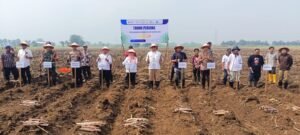 Tanam Perdana Program Bongkar Ratoon di Desa Kepadangan Tulangan Berjalan Lancar