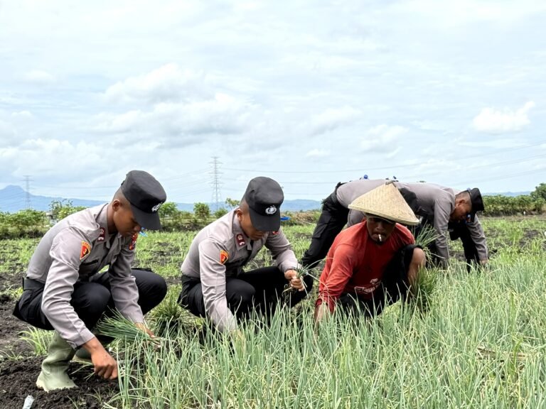 “Live In’ : Siswa Diktukba SPN Polda Jatim Bantu Petani Bawang Merah di Nganjuk