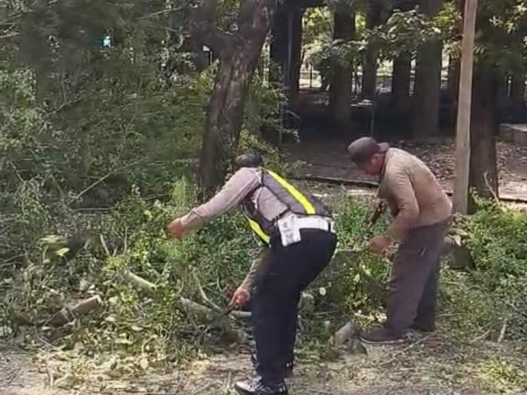 Sinergi Anggota Polsek Buduran dan DLHK Sidoarjo Sigap Tangani Pohon Tumbang di Depan Museum Mpu Tantular