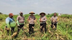 Perhatian Kapolsek Wonoayu ke Pertanian, Ikut Panen Jagung Bersama Warga Simoketawang