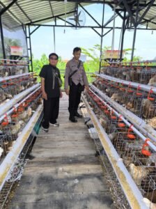 Bhabinkamtibmas Sidodadi Sambangi Peternakan Ayam Petelur, Tingkatkan Ketahanan Pangan