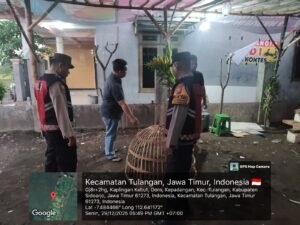 Kapolsek Tulangan Tindak Tegas Arena Sabung Ayam, Lokasi Langsung Dibersihkan!