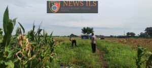 Persiapan Masa Panen, Polsek Tanggulangin Cek Lahan Jagung Desa Kedensari