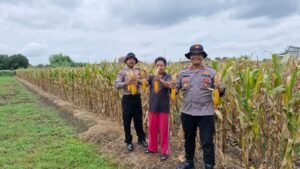Polsek Balongbendo Cek Lahan Jagung Siap Panen di Desa Singkalan
