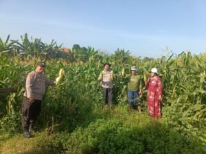 Panen Jagung 800 Kg, Polsek Porong Gandeng Petani Wujudkan Swasembada Pangan