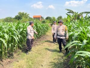 Cek Tanaman Jagung, Polsek Krembung Berharap Dongkrak Ketahanan Pangan
