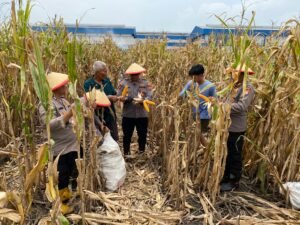 Wujudkan Ketahanan Pangan, Polsek Balongbendo Panen Jagung di Desa Wonokupang