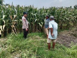 Polsek Balongbendo Tinjau Kesiapan Panen Jagung, Dukung Ketahanan Pangan