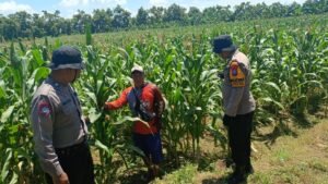 Dukung Ketahanan Pangan, Polsek Balongbendo dan Petani Optimalkan Tanaman Jagung