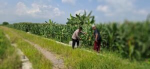 Polsek Tanggulangin Optimalkan Pengelolaan Lahan Jagung Dukung Ketahanan Pangan
