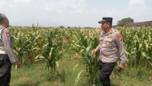Dorong Swasembada Pangan, Kapolsek Prambon Tinjau Lahan Jagung di Desa Bulang