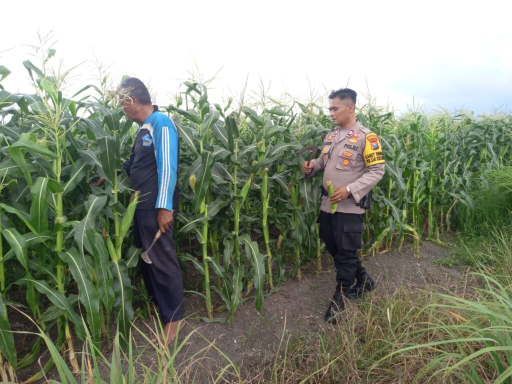Polresta Sidoarjo Dorong Swasembada Pangan, Polisi Turun Langsung Dampingi Petani Jagung